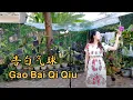 Download Lagu Gao Bai Qi Qiu 告白氣球 Helen Huang Cover - Lagu Mandarin Lirik Terjemahan