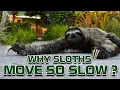 Why Sloths Move so Slow