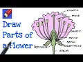 How to Draw and Name Parts of the Flower Real Easy