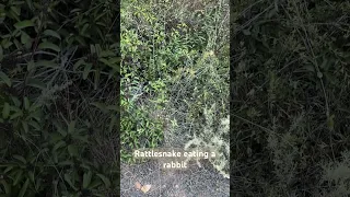 Rattlesnake eating a rabbit  #hikelife #hikingtrail #nature #hiking  #snake #snakes #snakevideo