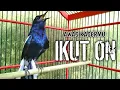 Download Lagu AWAS KACERMU LANGSUNG GACOR IKUT ON DENGAR INI !! PANCINGAN KACER GACOR BIKIN NYAUT ON.