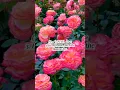 Download Lagu Surah Al-Masad || Sheikh Saad al ghamdi #surahalmasad #saadalghamdi