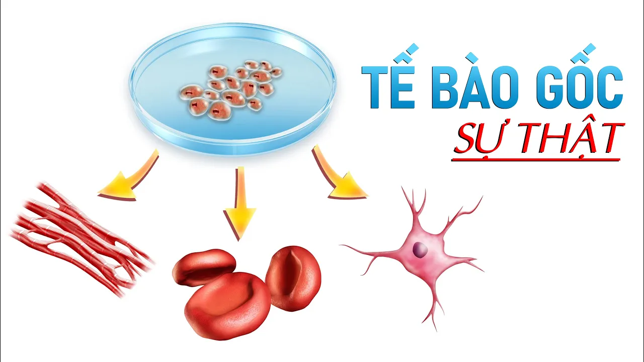 Sự Thật Về Tế Bào Gốc: THUỐC TIÊN Hay CÚ LỪA?
