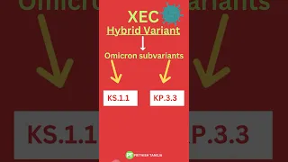 New XEC Covid Variant All You Need To Know CovidXEC Newcovidvariant Covidnews XECvariant 