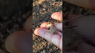 Cutest and smallest Horned Lizard I’ve found in the wild. #hike #hiking #lizard #snake