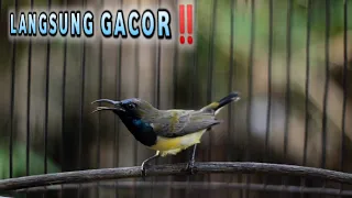 pancingan sogon cepat gacor emosi semua sogon auto nyaut bunyi dan emosi 