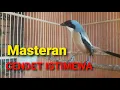 Download Lagu PANCINGAN SUARA CENDET KEPALA HITAM | cendet gacor