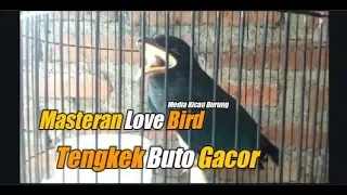 Download Tengkek Buto Gacor Masteran Love Bird Agar Rajin Ngekek Panjang MP3