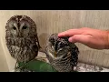 Beautiful Owls… But Is This Ethical? | Tokyo Owl Café 🇯🇵