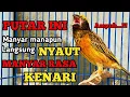 Download Lagu MANYAR GACOR NGEROL PALING AMPUH BUAT MASTERAN DAN PANCINGAN MANYAR JENIS APAPUN