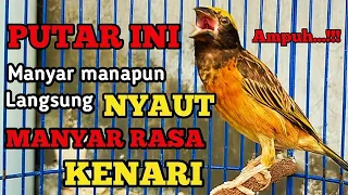 manyar gacor ngerol paling ampuh buat masteran dan pancingan manyar jenis apapun