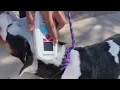 Animal Services launches lost pet finder at local parks