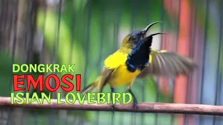 sogon gacor ngeleper full isian lovebird cocok untuk masteran sogon