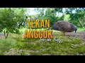 Download Lagu Pikat Tekukur Gacor Tekan Angguk