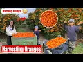 Download Lagu Namitas Kami Ng Mandarin Grabi Sobrang Loaded Ang Bunga😲|Farm Life Australia 🇦🇺 