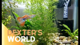 Our Guppies Finally Had Babies! (They Are SO Tiny! 🥺)
