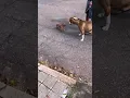 Download Lagu PINCHER É CORAJOSO DEMAIS 🤣 #pincher #pitbull #memes #meme #humor