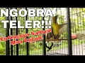 Download Lagu KOLIBRI KELAPA GACOR NGOBRA TELER | WICEH GACOR