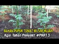 Download Lagu Bahan Pupuk Kedua Tomat di Musim  Hujan Agar Tahan Penyakit #PART 3
