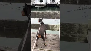 #fyp #dream #doberman #pets #rescue
