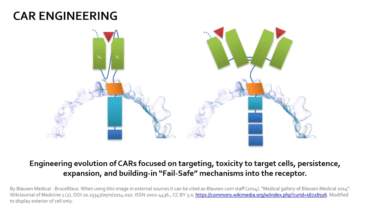 Chimeric Antigen Receptor (CAR) / CAR-T