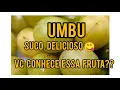 Lagu como fazer um suco de umbu delicioso sem acidez e bem cremoso