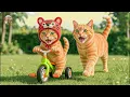 Download Lagu The mother cat took her kitten to the hospital because it had a fish bone stuck 🐾🎁🐱💖 .