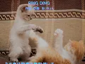 『RING DING』作詞：作曲あいみょん　歌詞あり