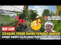 Download Lagu NAH KAN❗EXCAVATOR PAKDE MUJI HANCURKAN POHON BAMBU KERAMAT❗PENGHUNI KALI SRENGSENG BAKAL NGAMUK❗#kdm