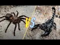 Download Lagu Tarantula VS Scorpion