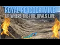 Opals in an Oasis formed by an Ancient volcano