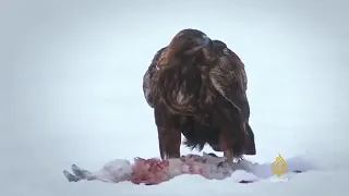 وثائقي عن الطيور العقاب الذهبي جميل جدا  وثائقي عن الطيور العقاب الذهبي جميل جدا