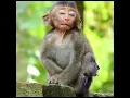 Download Lagu Viral....! Monyet Terjatuh Saat Ngantuk