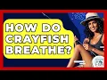 How Do Crayfish Breathe - Chasing Big Fish