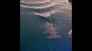 Hammerhead Shark