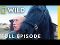 Dr Pol s Super Bowl Stallion Full Episode The Incredible Dr Pol Nat Geo Animals