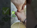 Download Lagu best milking method #cow #dairyfarming #buffalo#ytshorts #youtube #yt