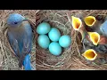 Download Lagu A Fascinating Look at Baby Bluebirds: Time-Lapse Video with Live Nest Box Cam