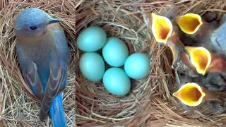 Download A Fascinating Look at Baby Bluebirds: Time-Lapse Video with Live Nest Box Cam MP3