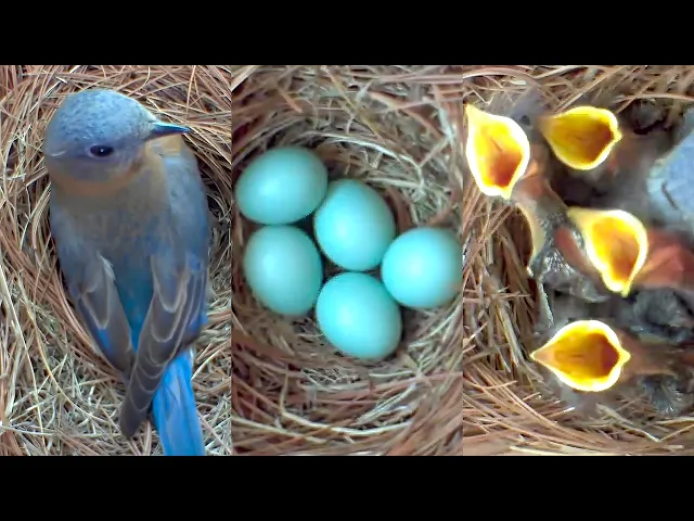 Download MP3 A Fascinating Look at Baby Bluebirds: Time-Lapse Video with Live Nest Box Cam
