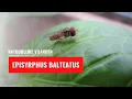 Download Lagu Episyrphus Balteatus | Natuurlijke vijand
