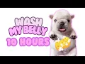 Pibble Wash My Belly 10 Hours