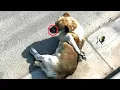 Download Lagu Limbs Tied, Mouth Sealed, Dog In Meat Carts Unable To Call For Help