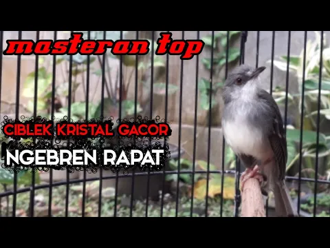 Download MP3 ciblek kristal gacor ngebren rapat !! cocok untuk masteran