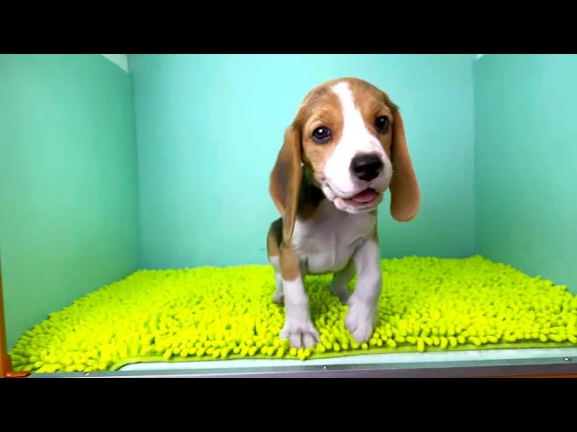 動画