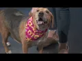 Adopt-A-Pet Almost Home Foundation