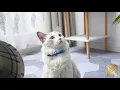 BOW TIE Cat Collars from Premium Cat Supplies
