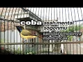 Download Lagu 🔴 SOGON GACOR || PANCINGAN SOGON GACOR UNTUK MENAIKAN EMOSI HINGGA IKUT NEMBAK #sogon #sogongacor