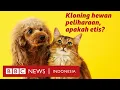 Download Lagu Berminat kloning hewan peliharaan? Siapkan dana Rp798 juta - BBC News Indonesia