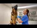 Lagu Funny Dogs Facing the Vet in the Most RIDICULOUS Ways!🤣